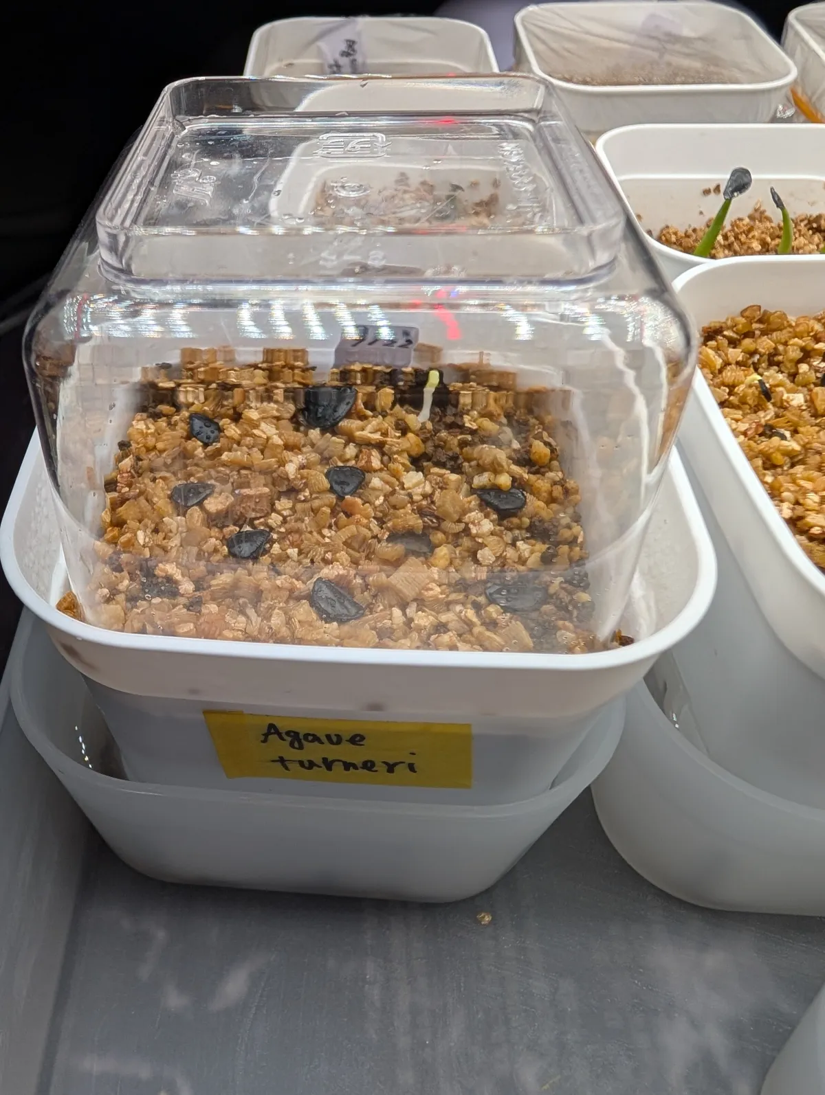 Agave turneri (アガベ タルネリー)