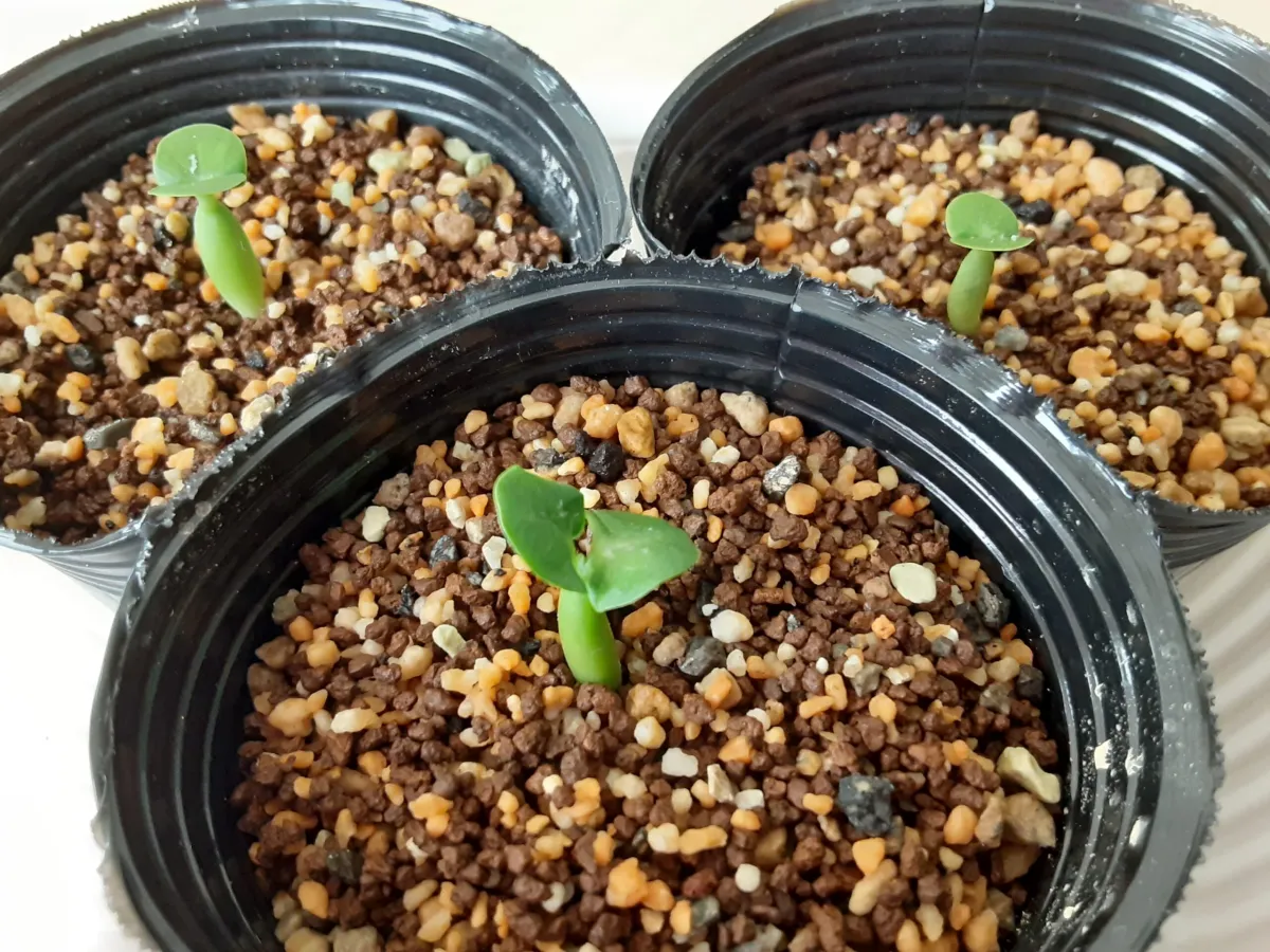 Fockea edulis (フォッケア 火星人)