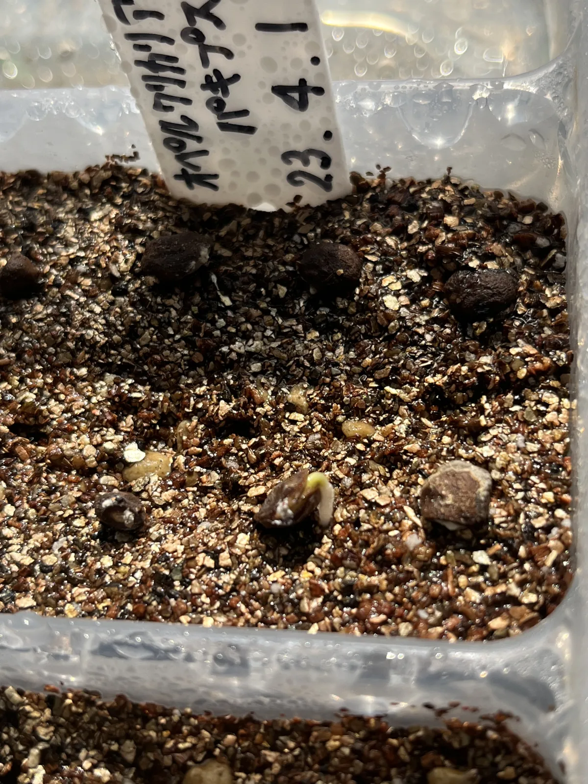 Operculicarya pachypus (オペルクリカリア パキプス)