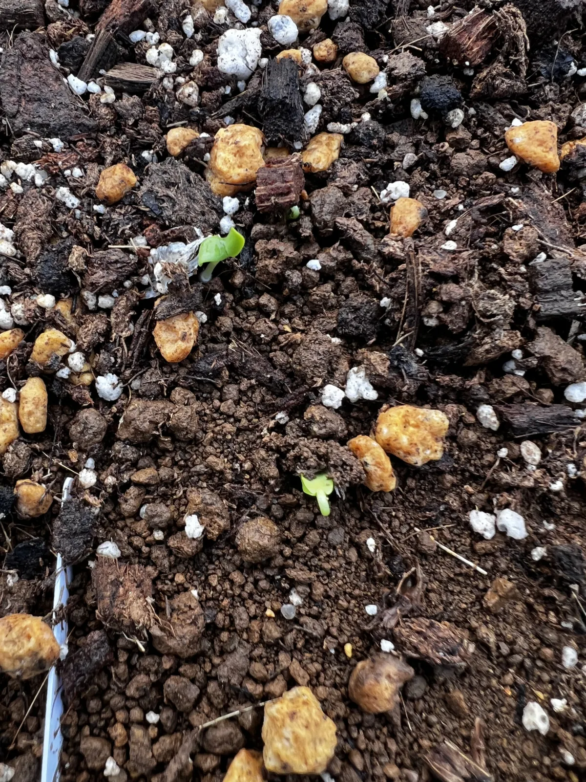 Fouquieria formosa (フォークイエリア フォルモサ)