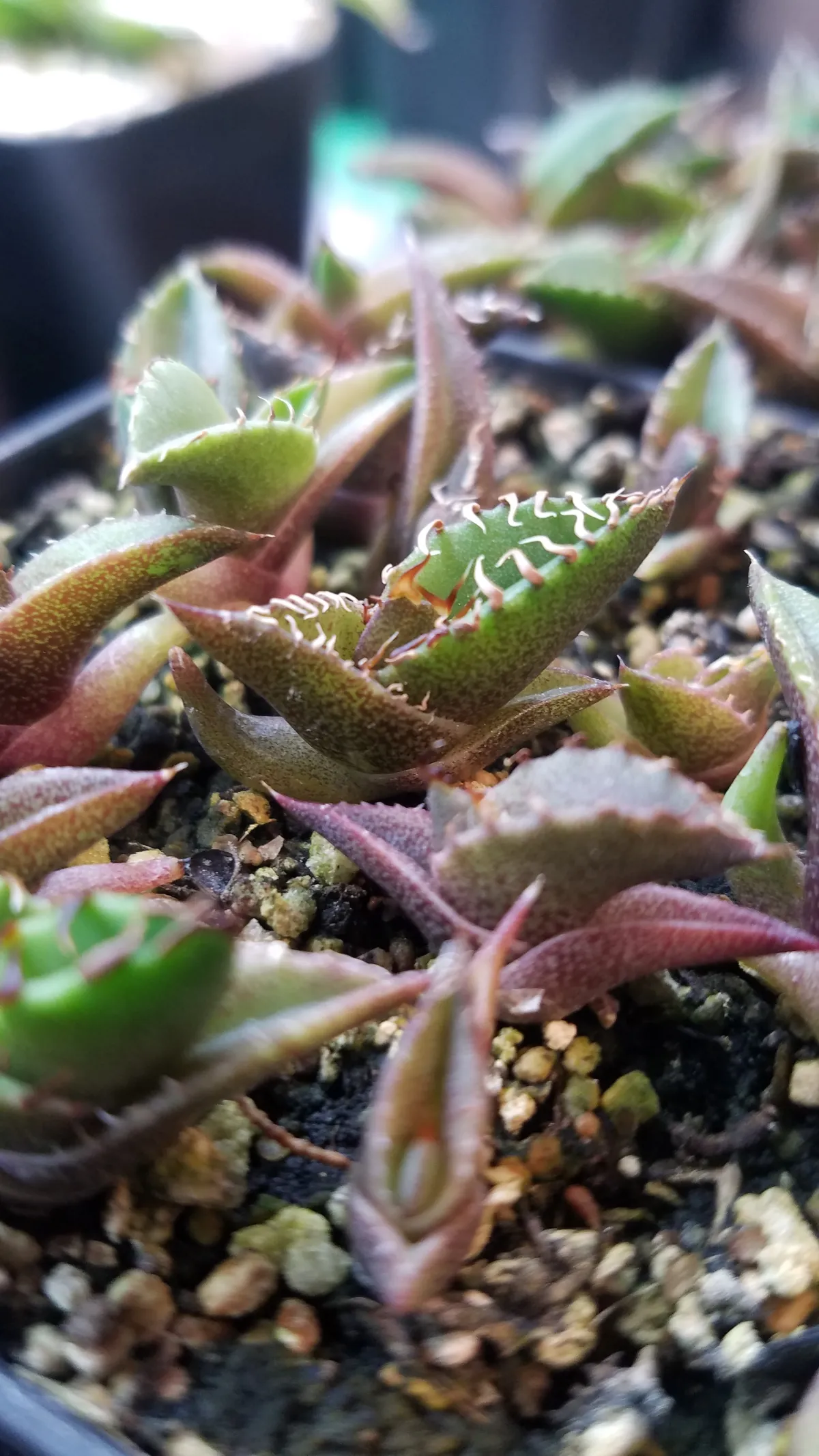 Agave oteroi (アガベ オテロイ)