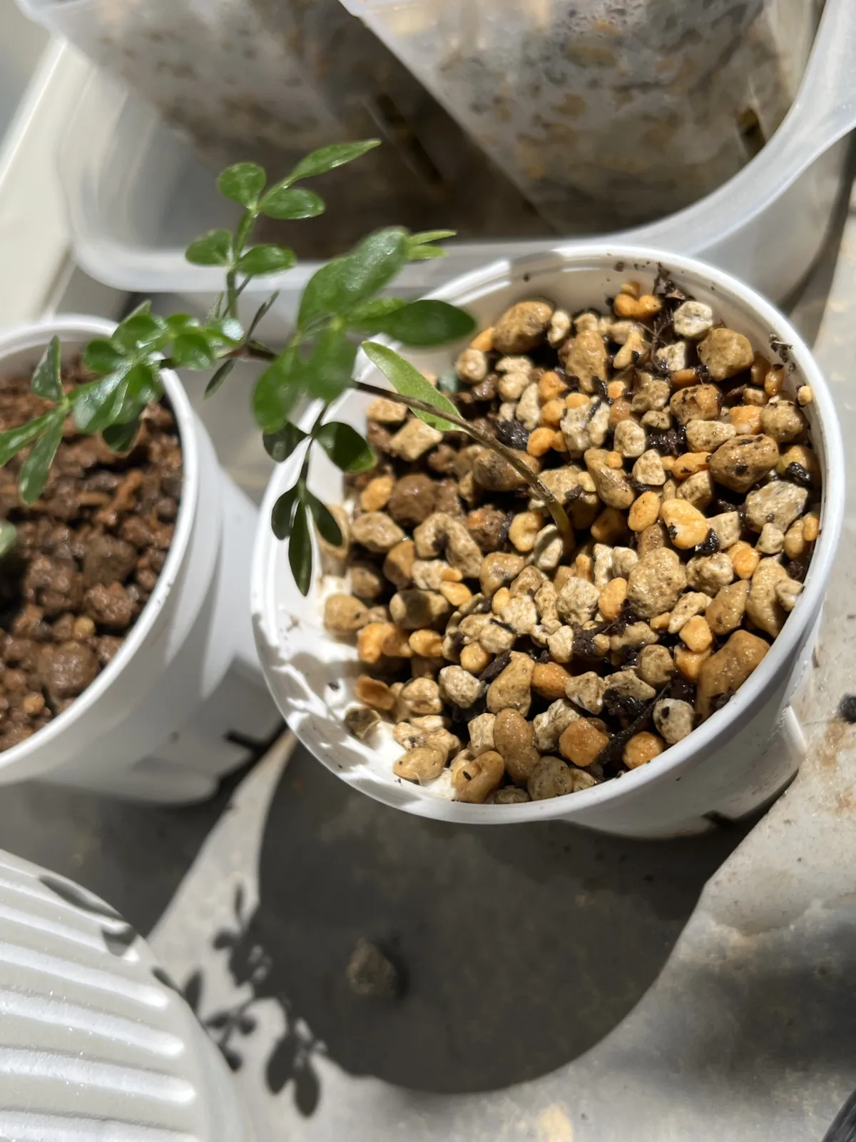 Operculicarya decaryi (オペルクリカリア デカリー)