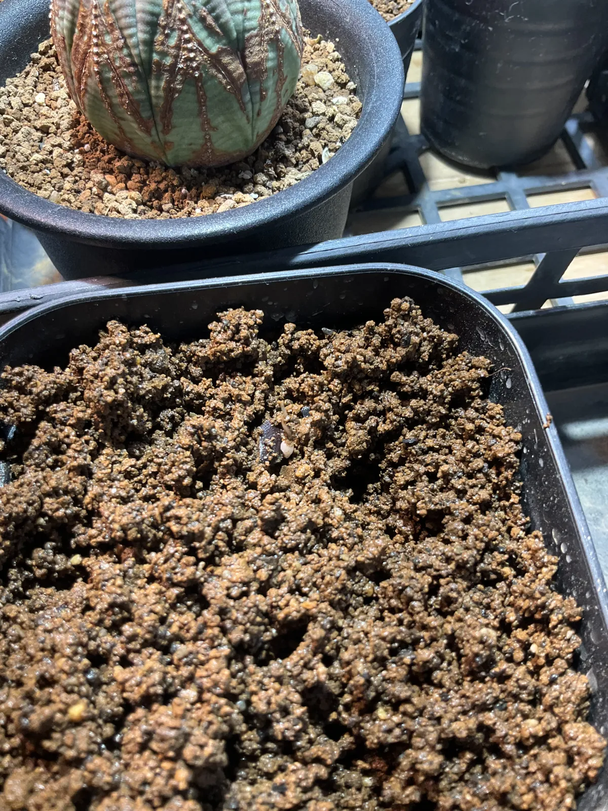 [チャレンジ種子] 亀甲竜 Dioscorea elephantipes ディオスコレア エレファンティペス 未発芽ロット