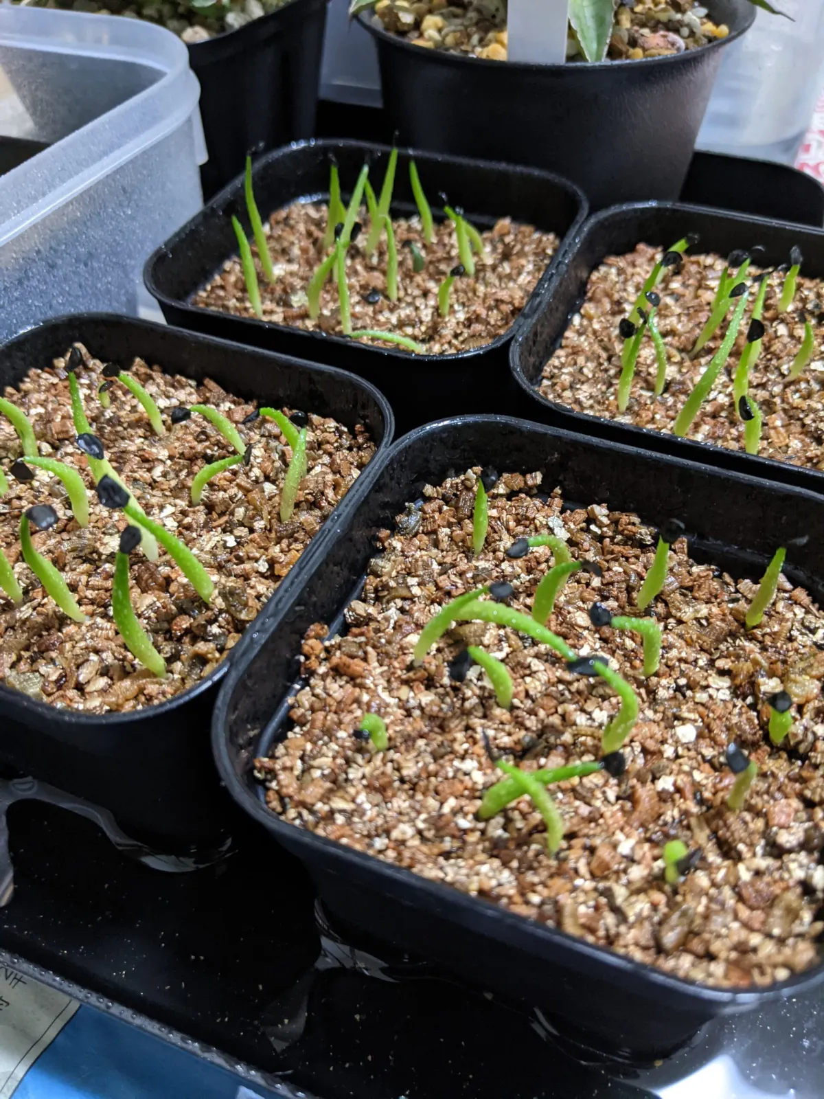 Agave titanota 'Blue' (アガベ チタノタブルー)