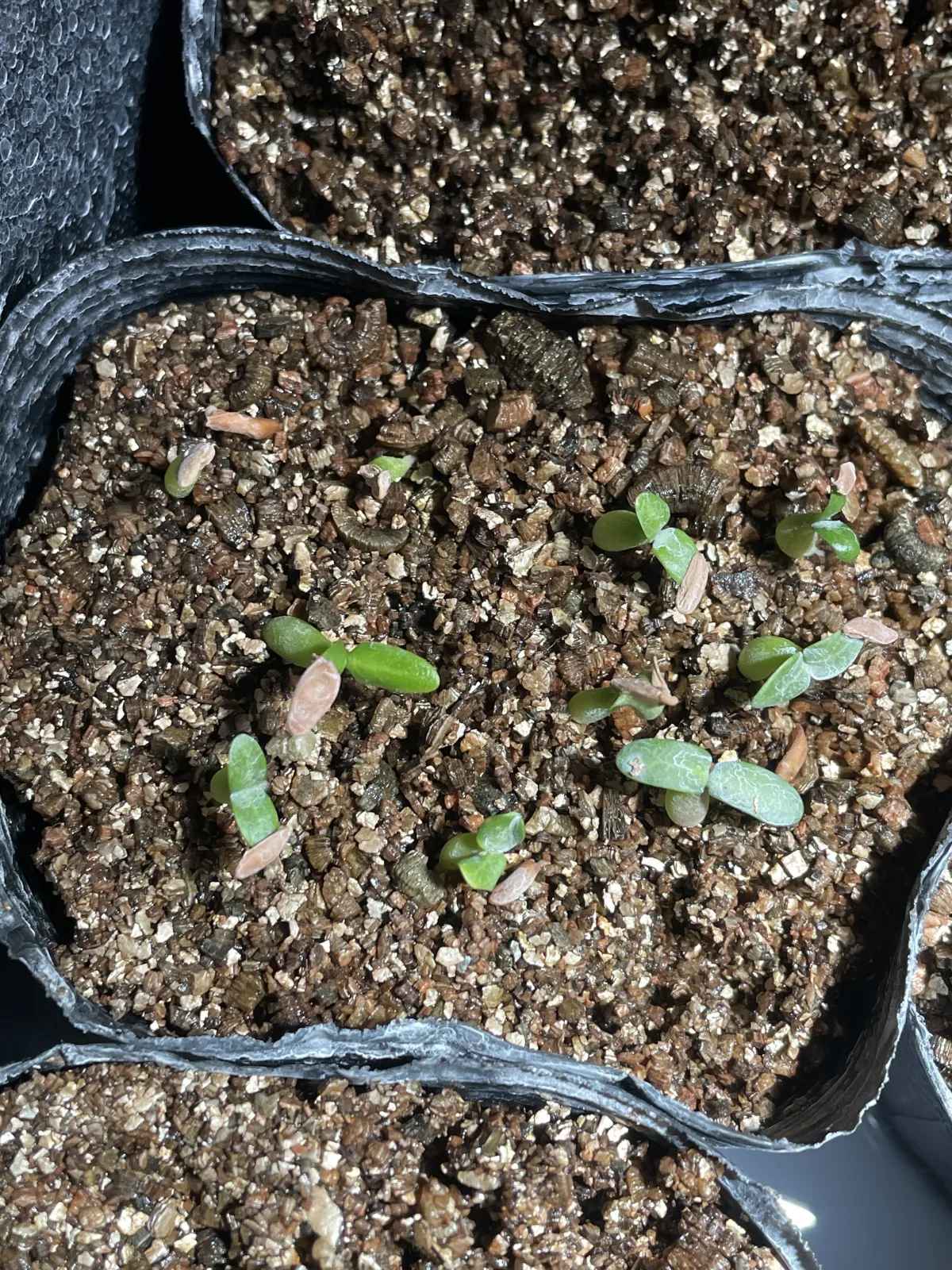 Pachypodium rosulatum (パキポディウム ロスラーツム)