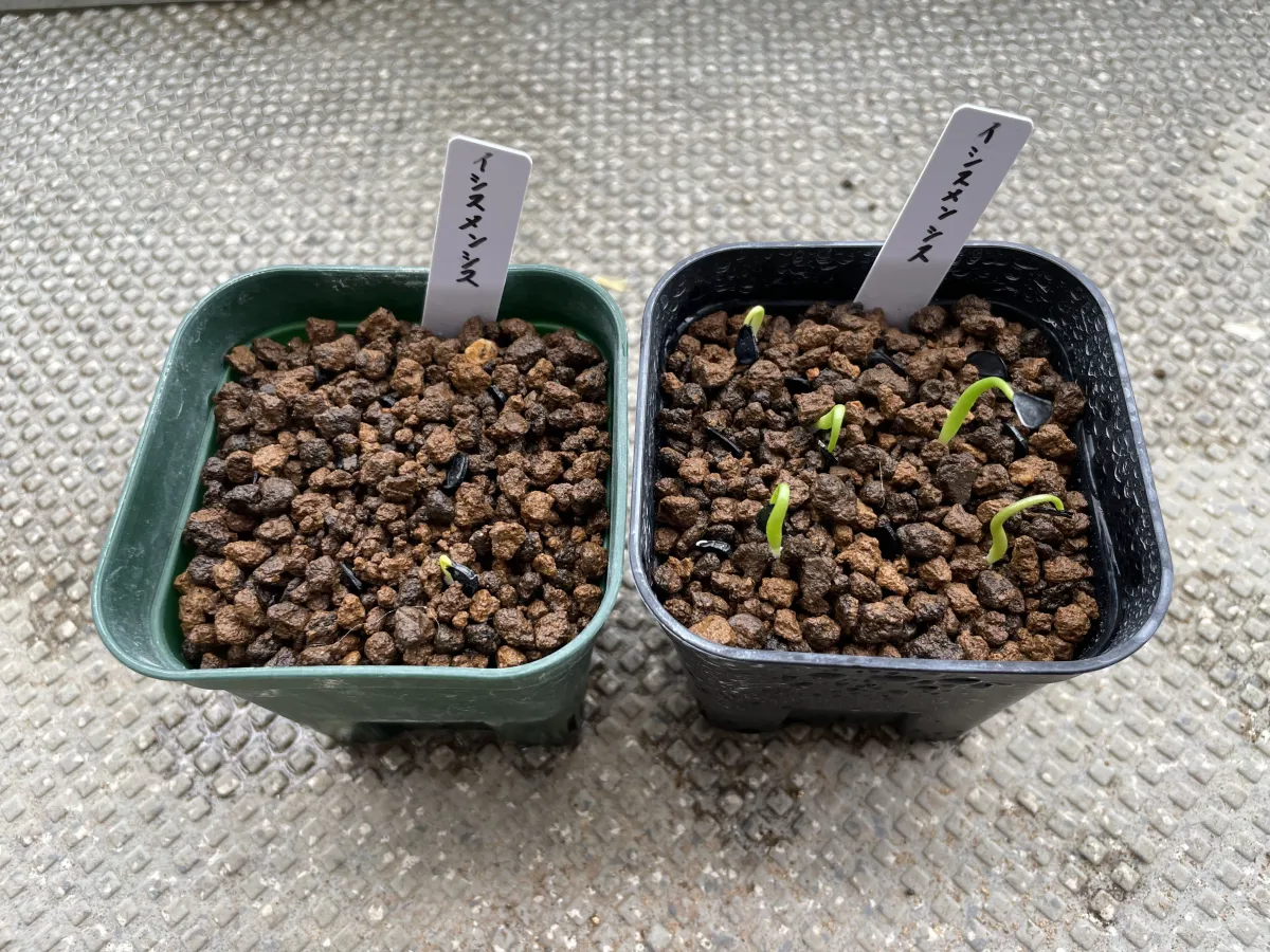 Agave isthmensis (アガベ イシスメンシス)