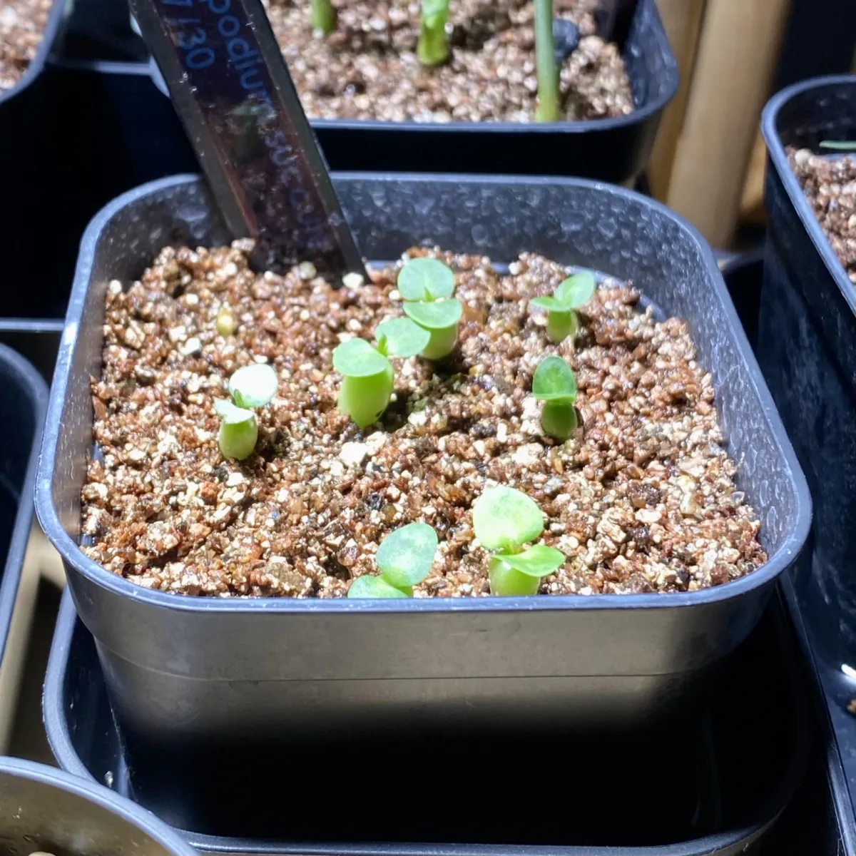 Pachypodium succulentum (パキポディウム サキュレンタム 天馬空)