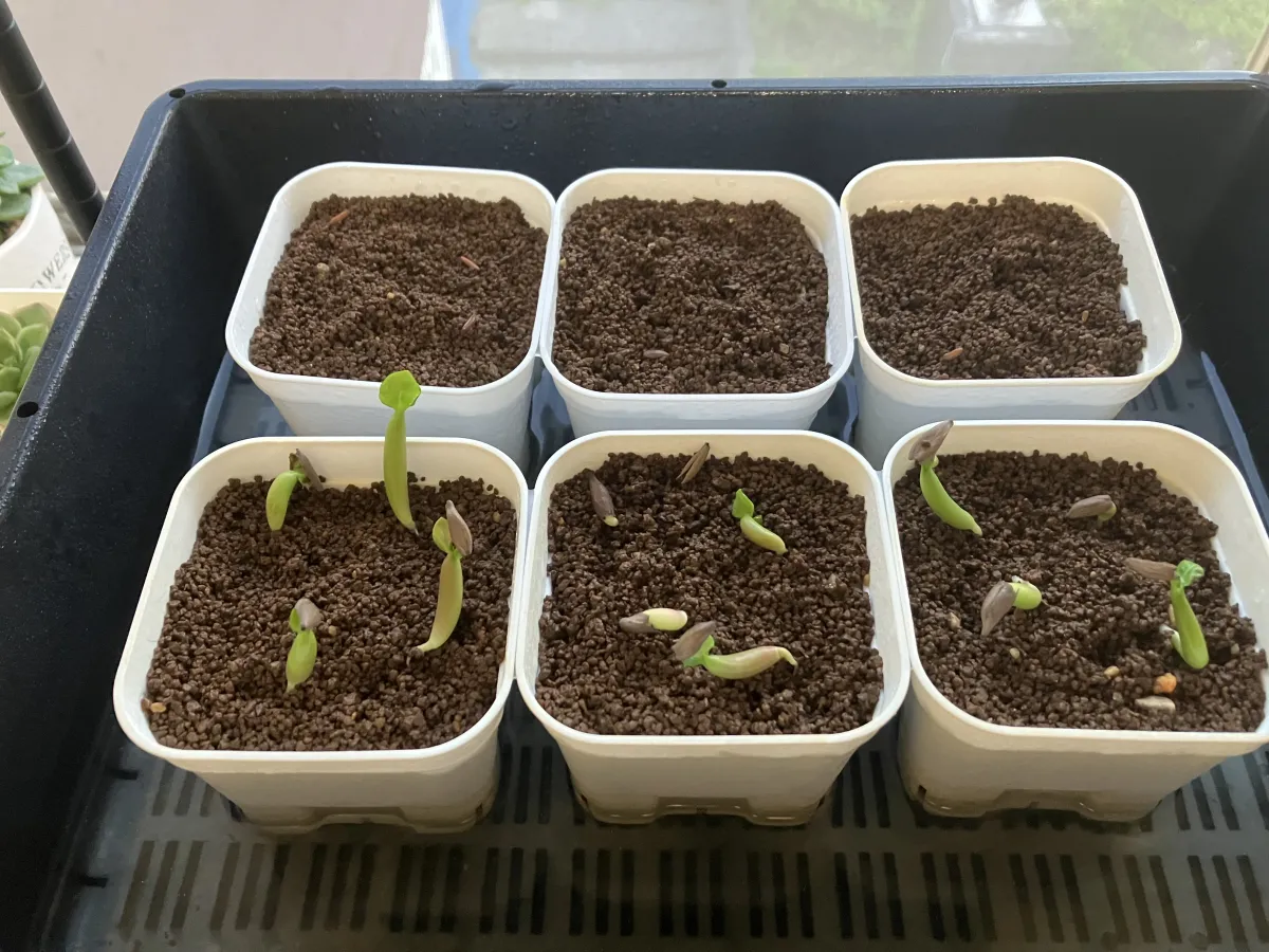 Adenium arabicum (アデニウム アラビカム)