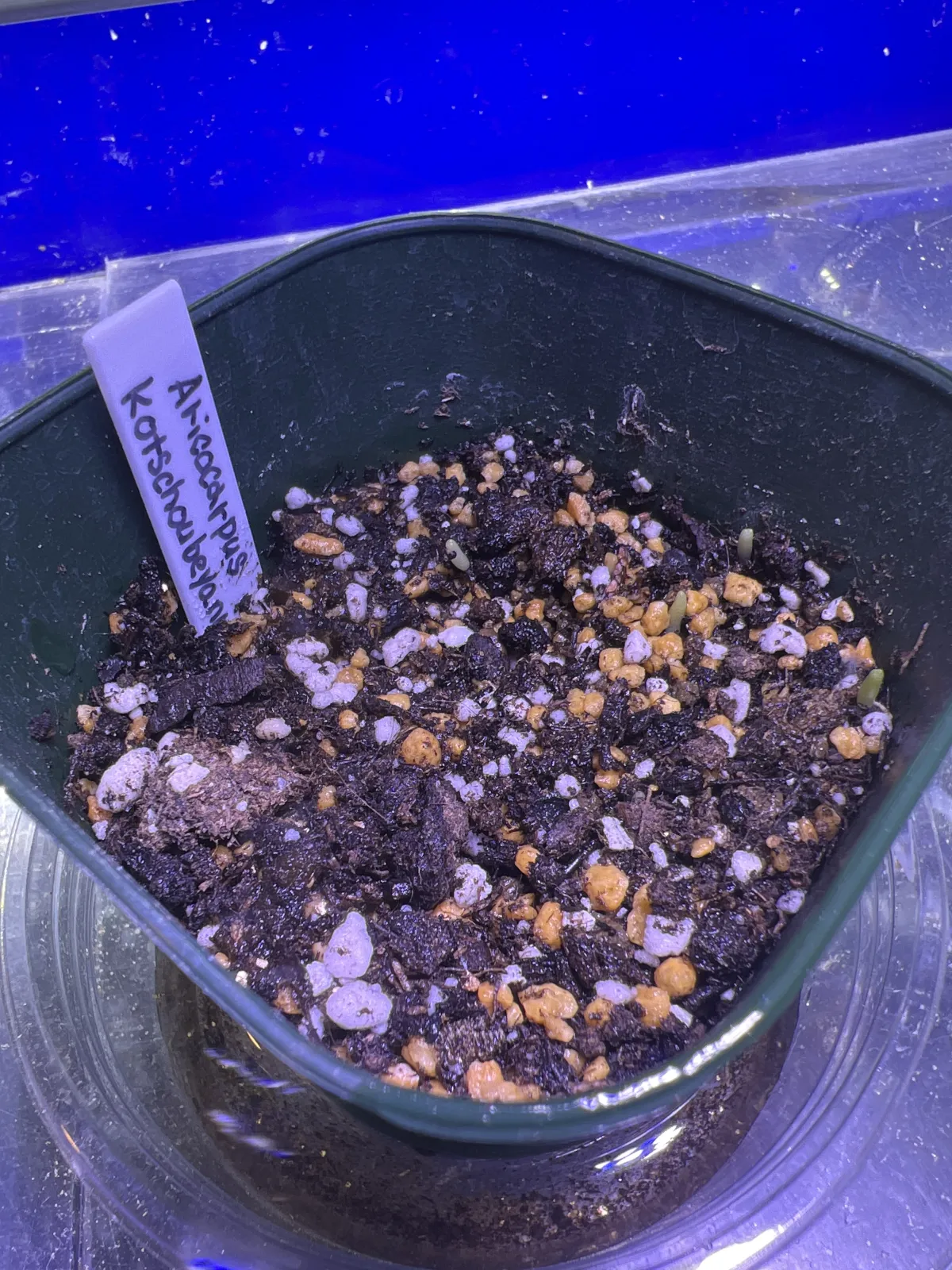 Ariocarpus kotschoubeyanus var. albiflorus (アリオカルプス 姫牡丹)