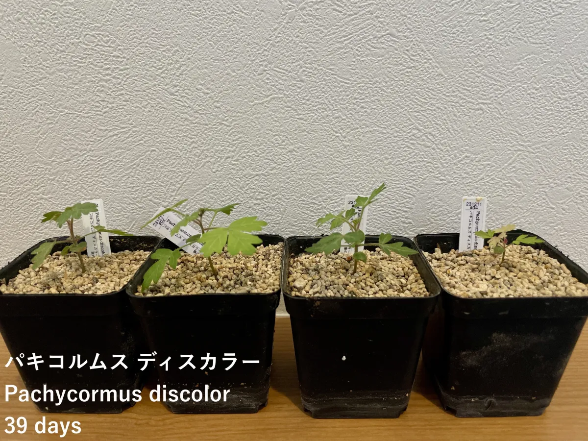 Pachycormus discolor (パキコルムス ディスカラー)