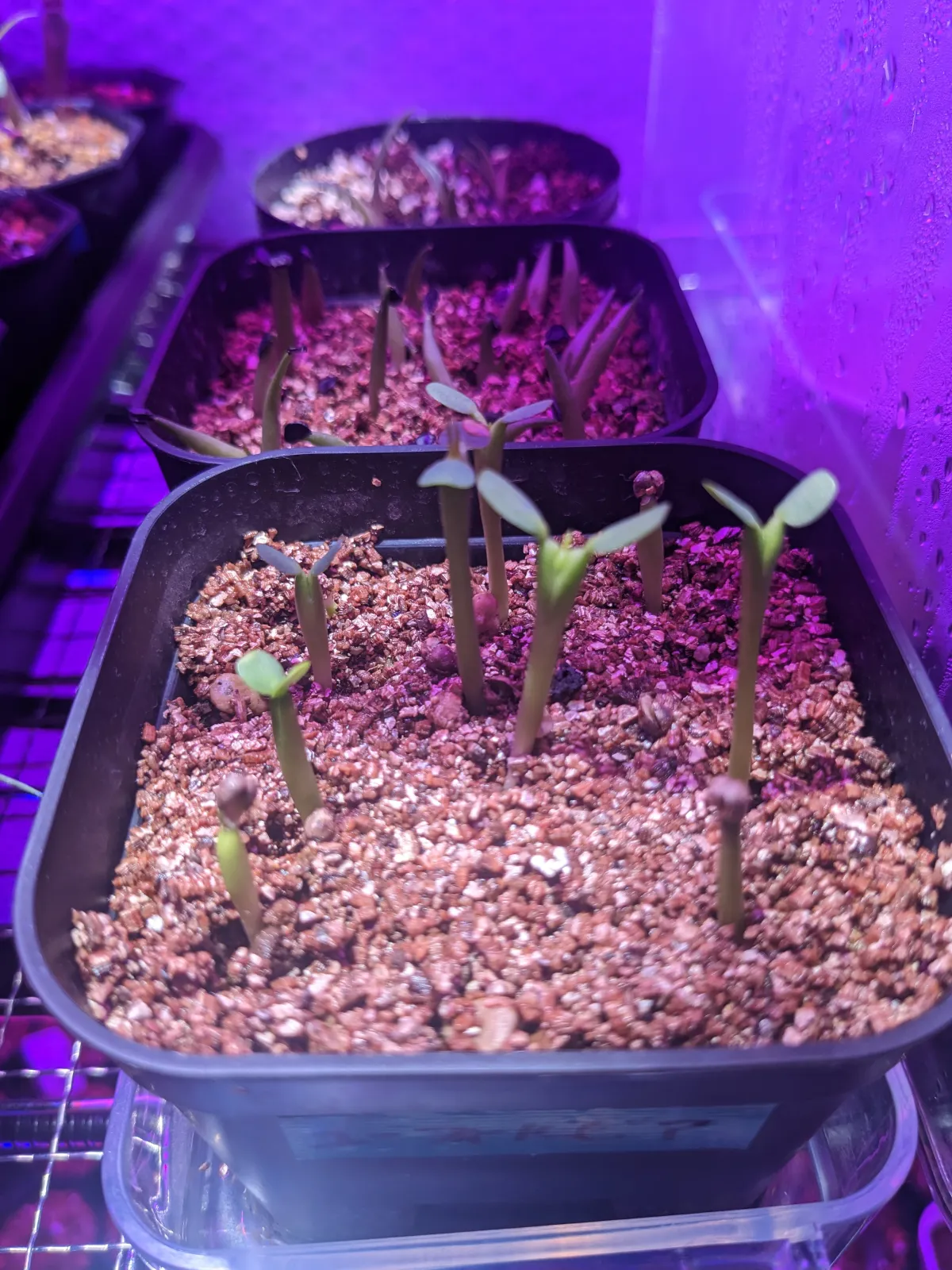 Euphorbia horrida var. norveldensis (ユーフォルビア ホリダ ノーベルデンシス)