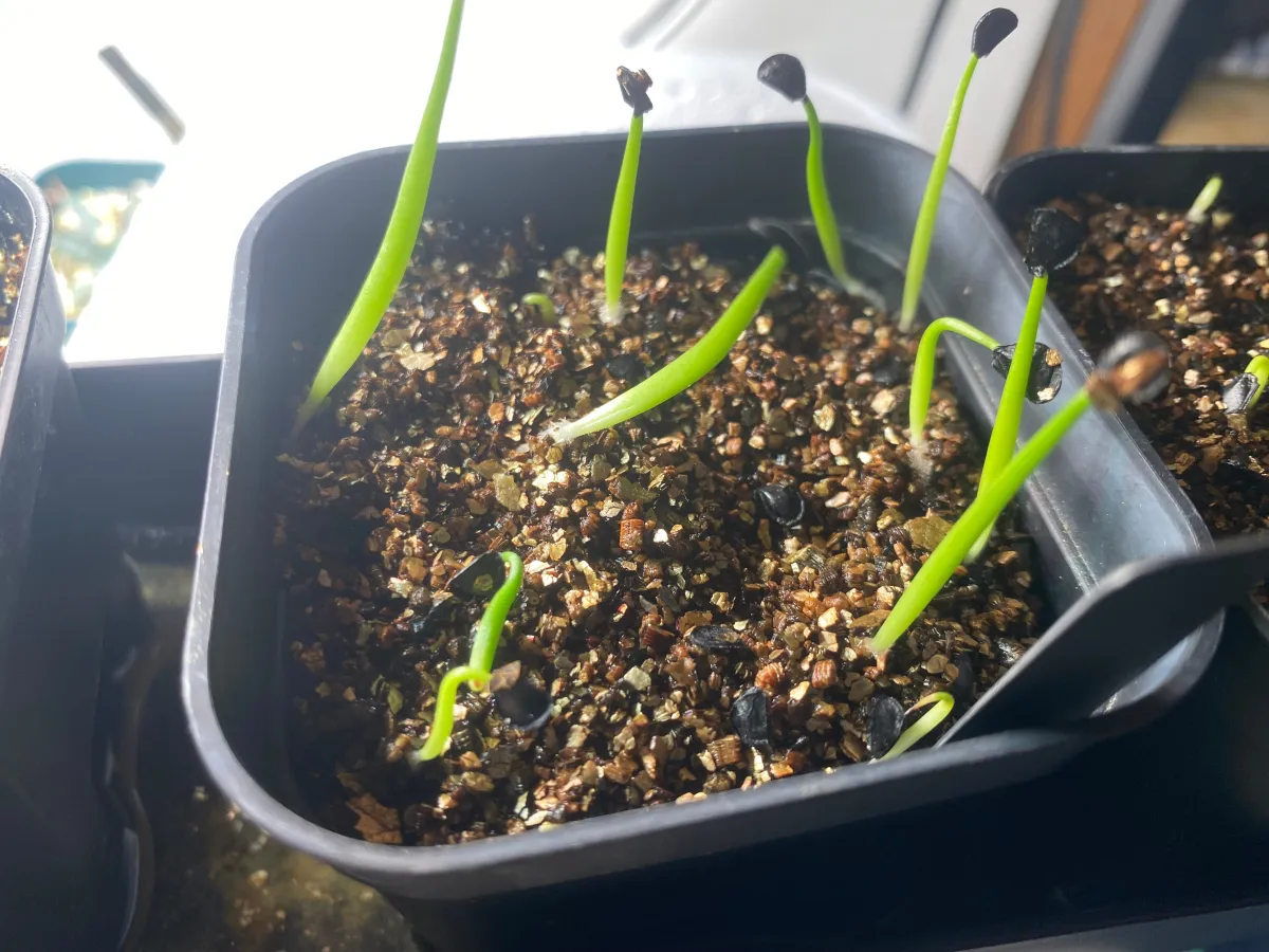 Agave ovatifolia (アガベ オバティフォリア)