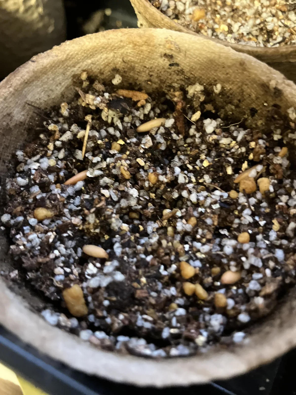 Pachypodium rosulatum ssp. rosulatum (パキポディウム ロスラーツム)