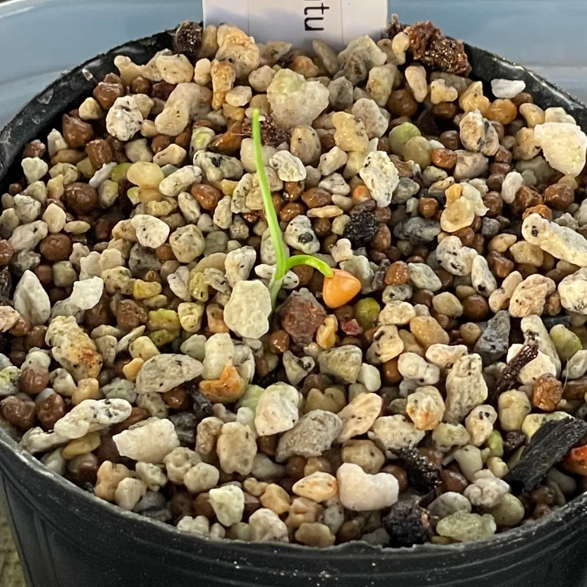 Dasylirion quadrangulatum (ダシリリオン クアドラングラツム)