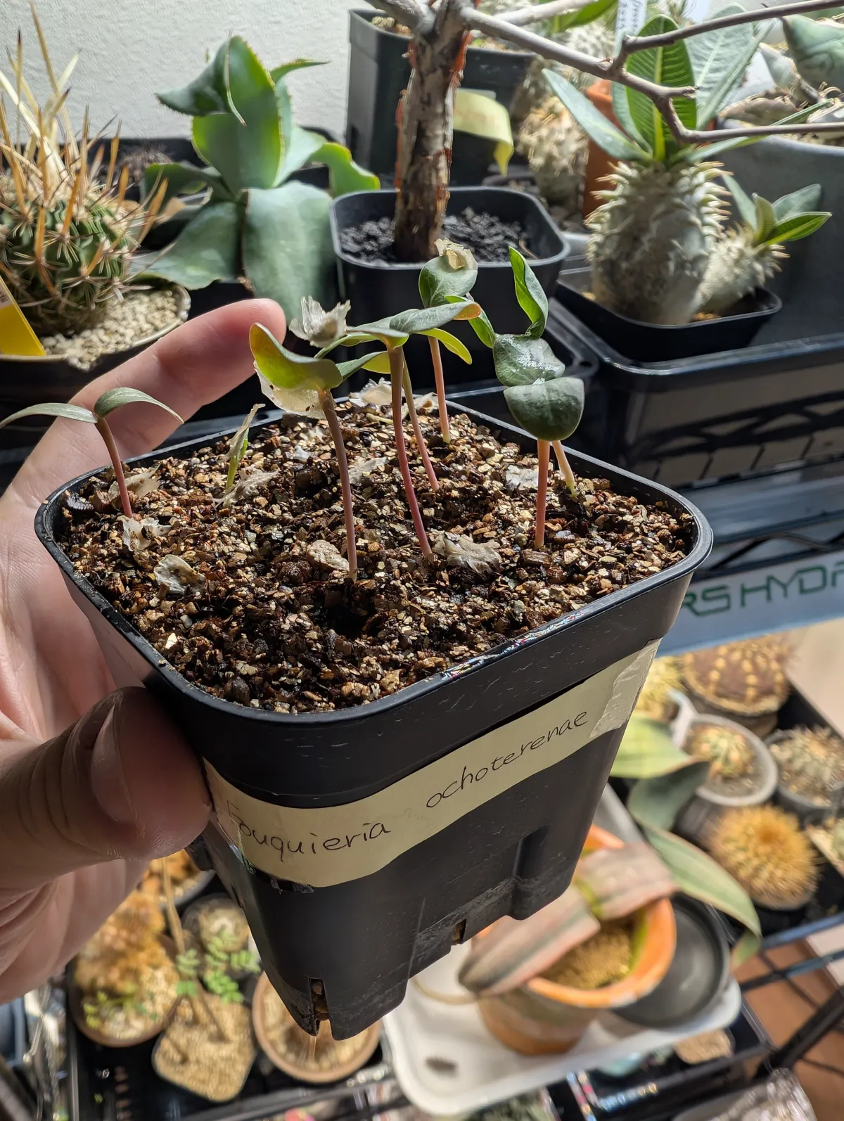 Fouquieria ochoterenae (フォークイエリア オコトテレナエ)