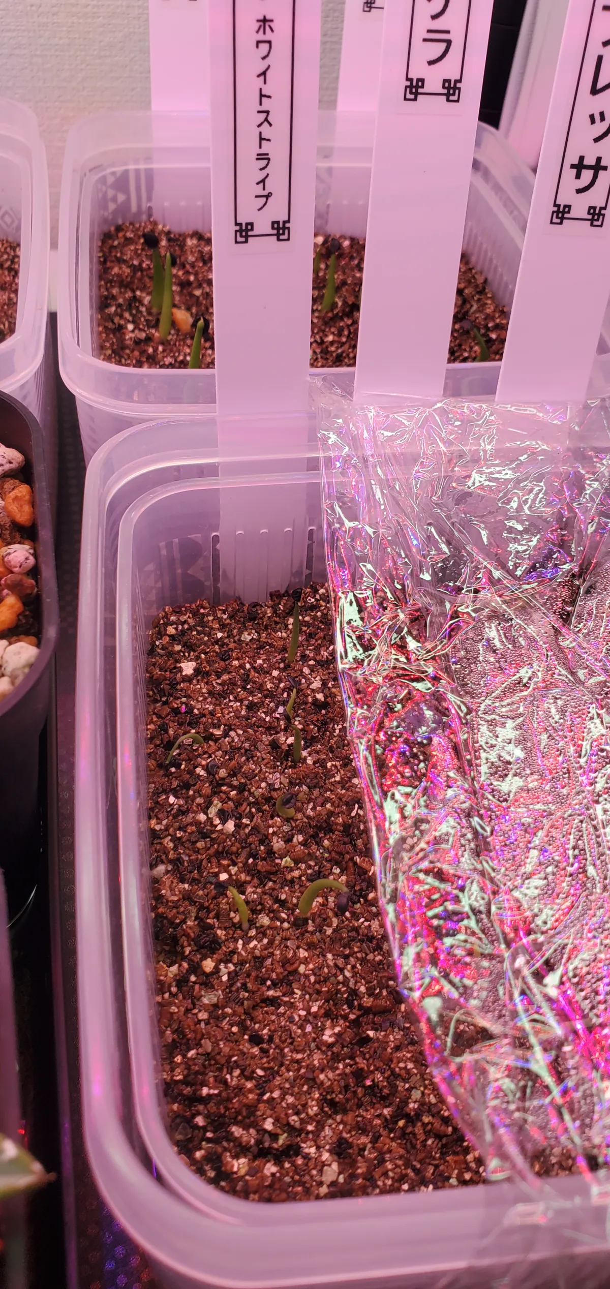 Agave schidigera White Stripe (アガベ シジゲラ ホワイトストライプ)