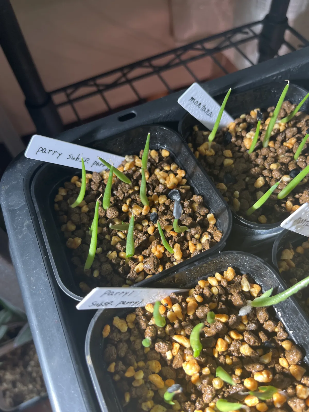 Agave parryi subsp. parryi (アガベ パリー)