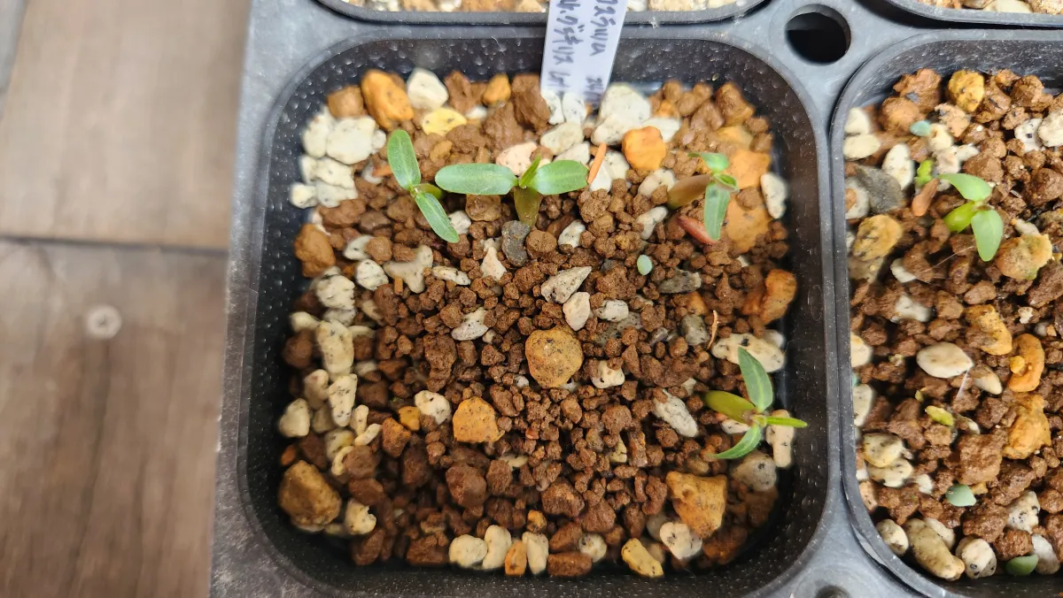 Pachypodium rosulatum var. gracilius (パキポディウム グラキリス)