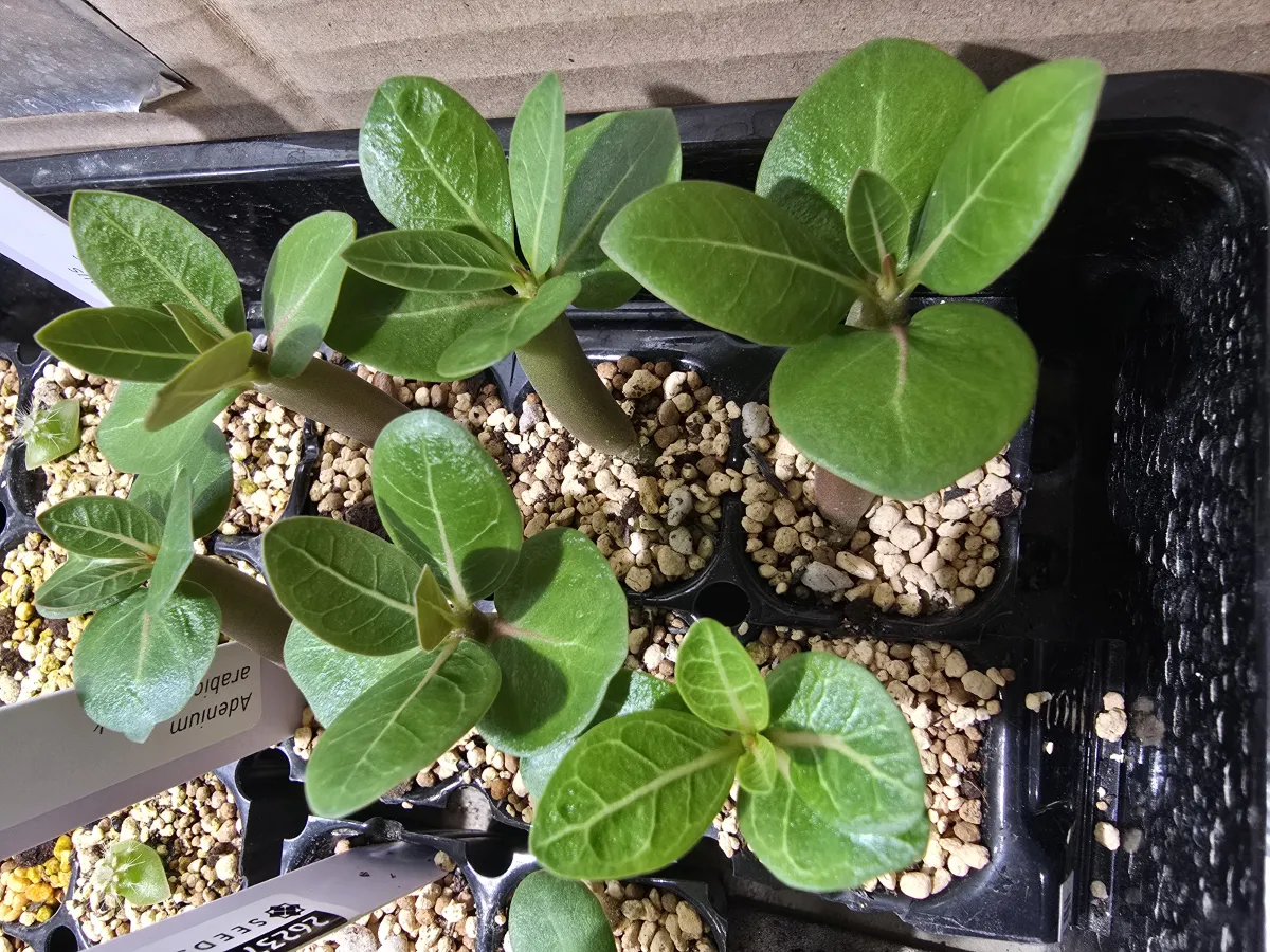 Adenium arabicum 'BlackSkin' or 'Black Stem' (アデニウム アラビカムブラック)