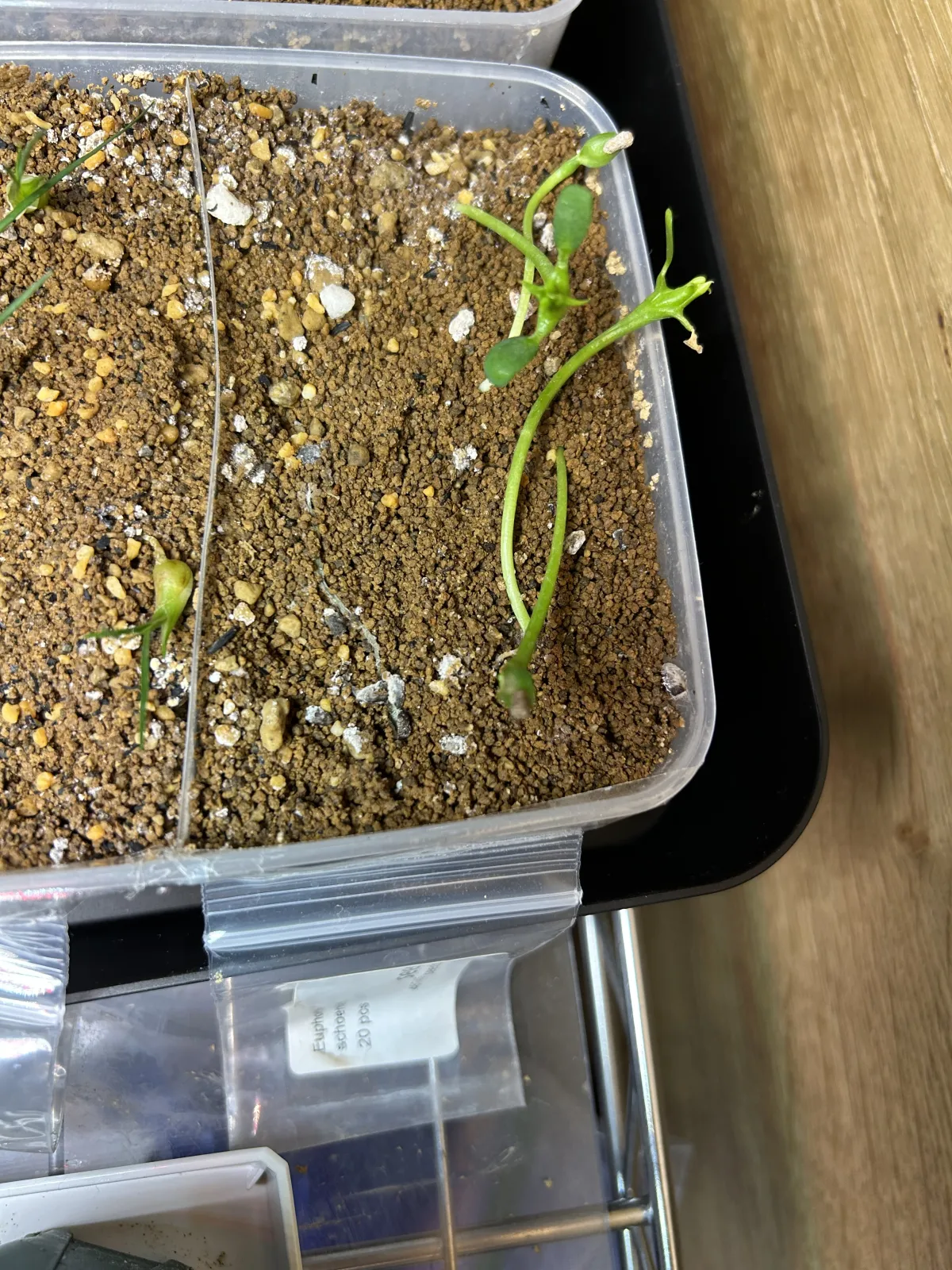 Euphorbia schoenlandii (ユーフォルビア スコエンランディ 闘牛角)