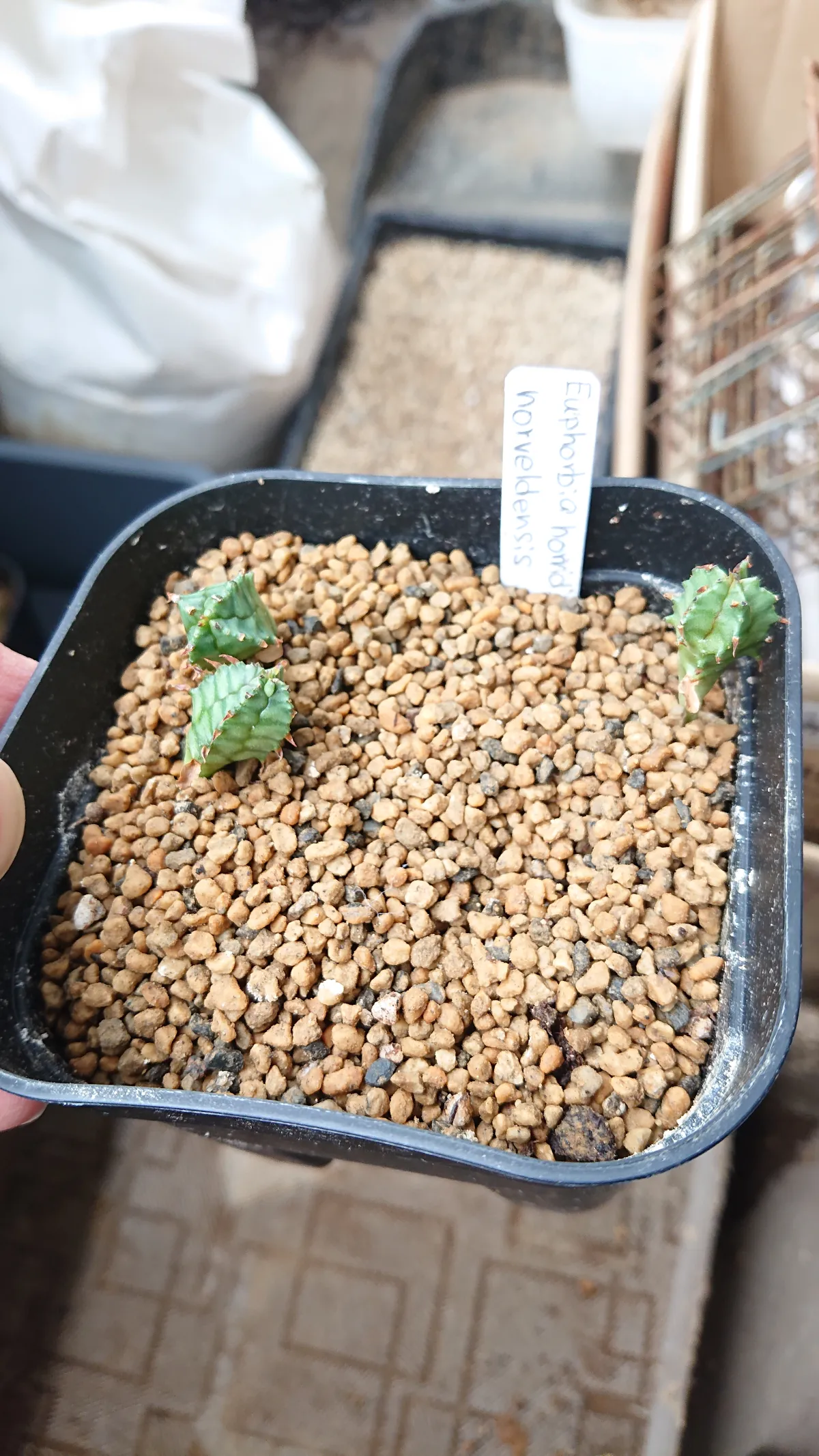 Euphorbia horrida var. norveldensis (ユーフォルビア ホリダ ノーベルデンシス)