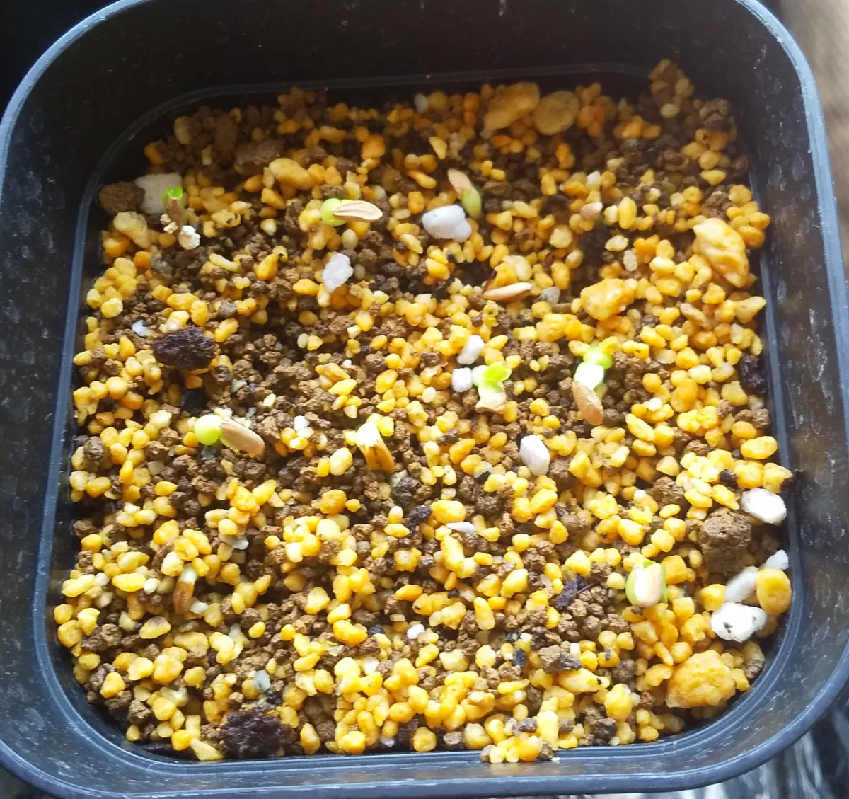 Pachypodium densiflorum var. densiflorum (パキポディウム デンシフローラム)