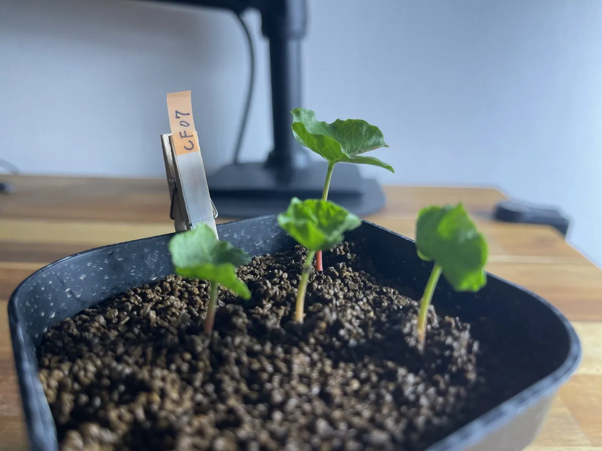 Commiphora monstruosa (コミフォラ モンストローサ)