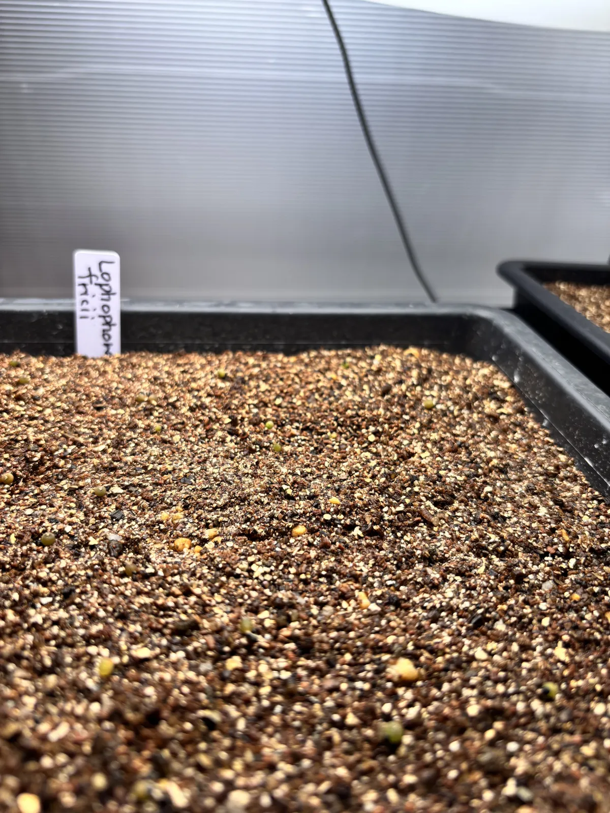 Lophophora fricii (ロフォフォラ 疣銀冠玉)