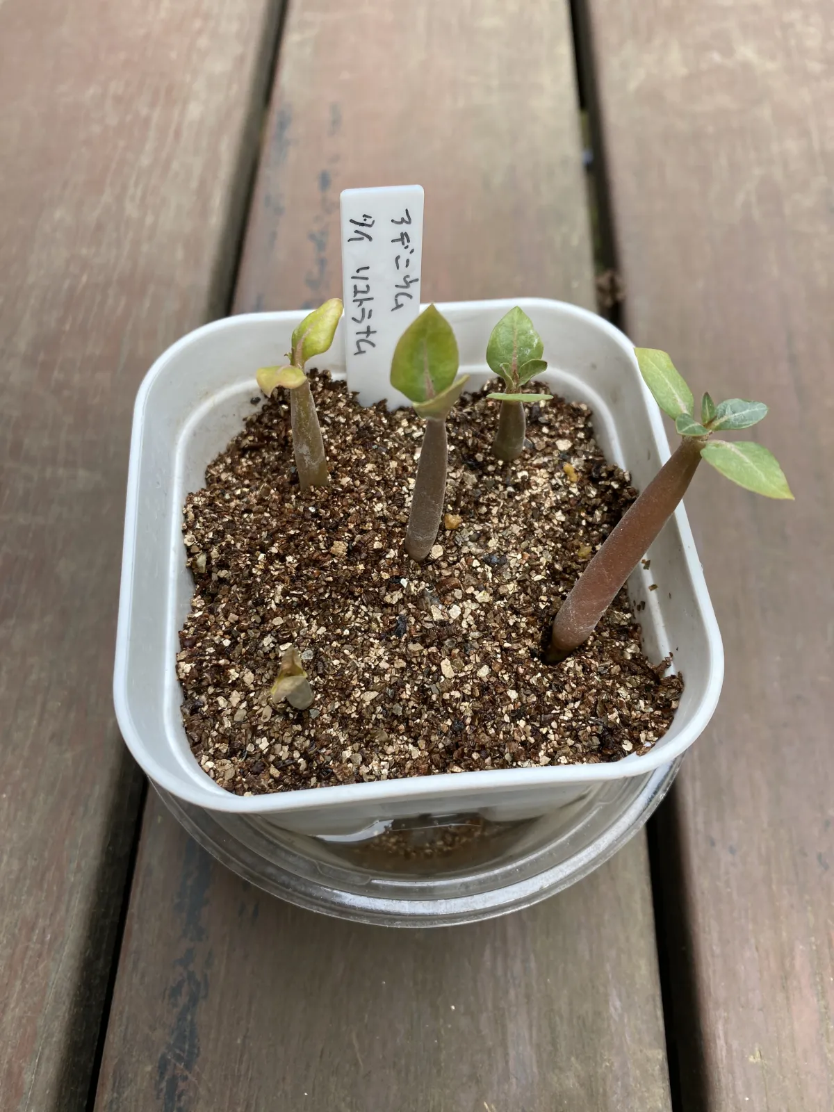 Adenium obesum thai (アデニウム タイ ソコトラナム)