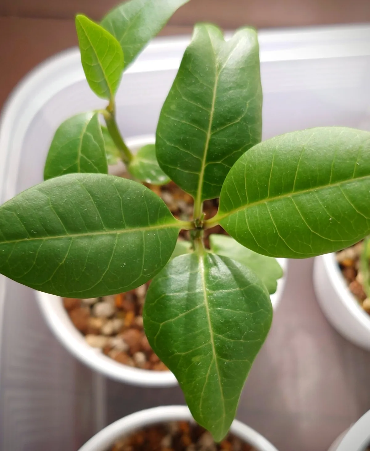 Persicaria microcephala 'Red Dragon' (プルメリア レッドドラゴン)