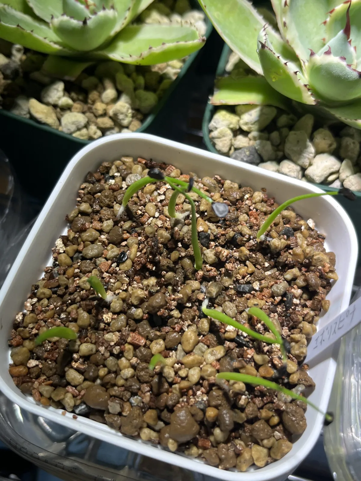 Agave utahensis var. eborispina (アガベ エボリスピナ)