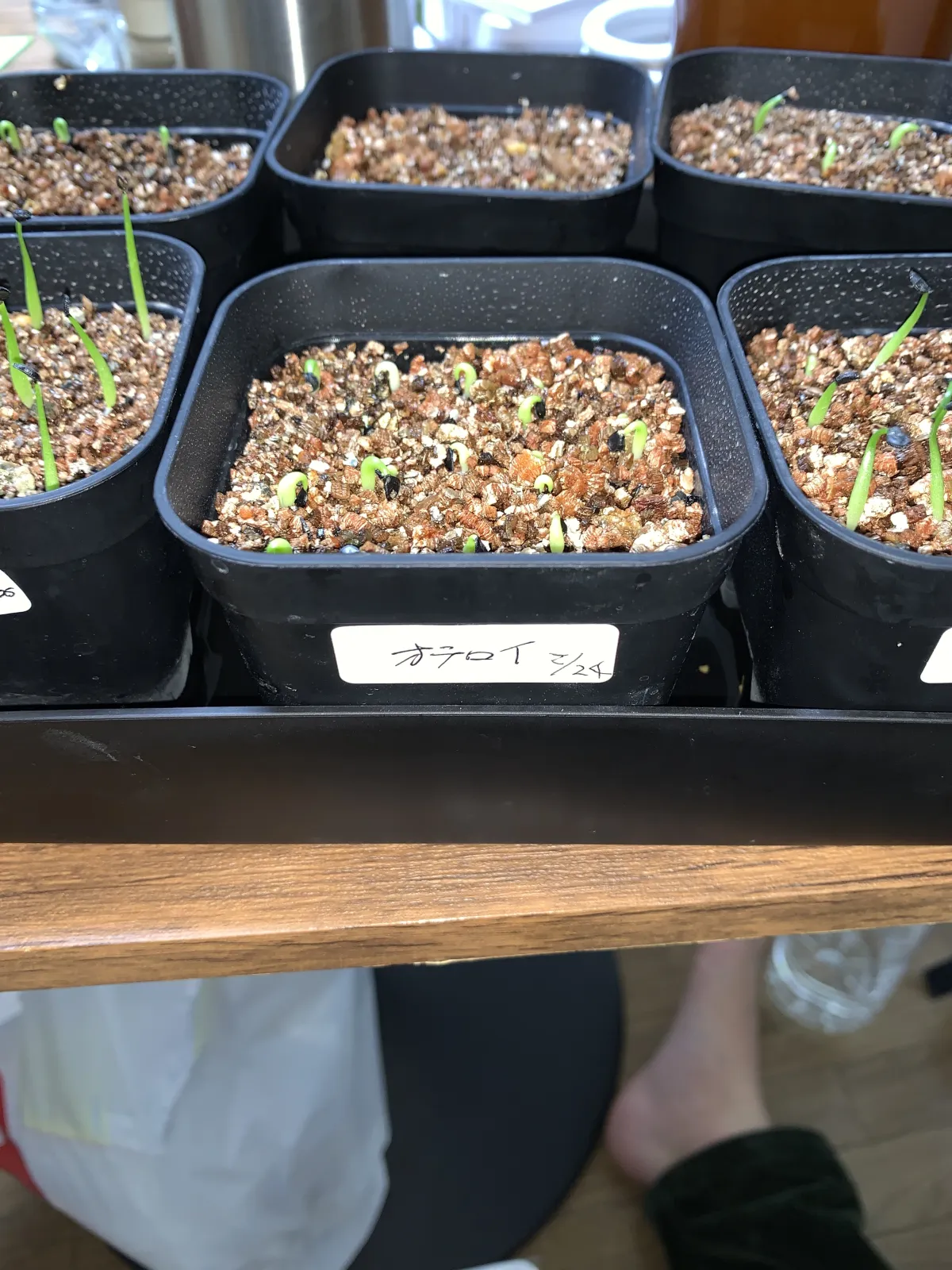 Agave oteroi (アガベ オテロイ)