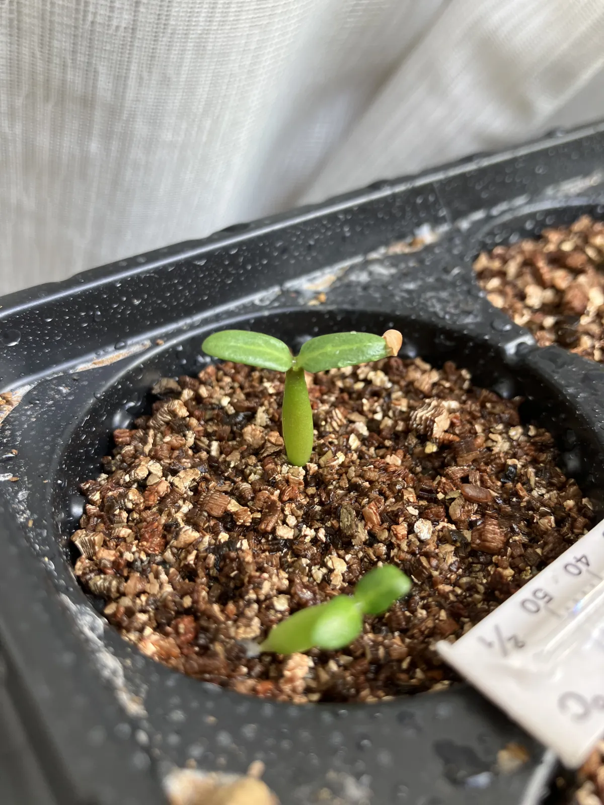 Pachypodium rosulatum var. gracilius (パキポディウム グラキリス)