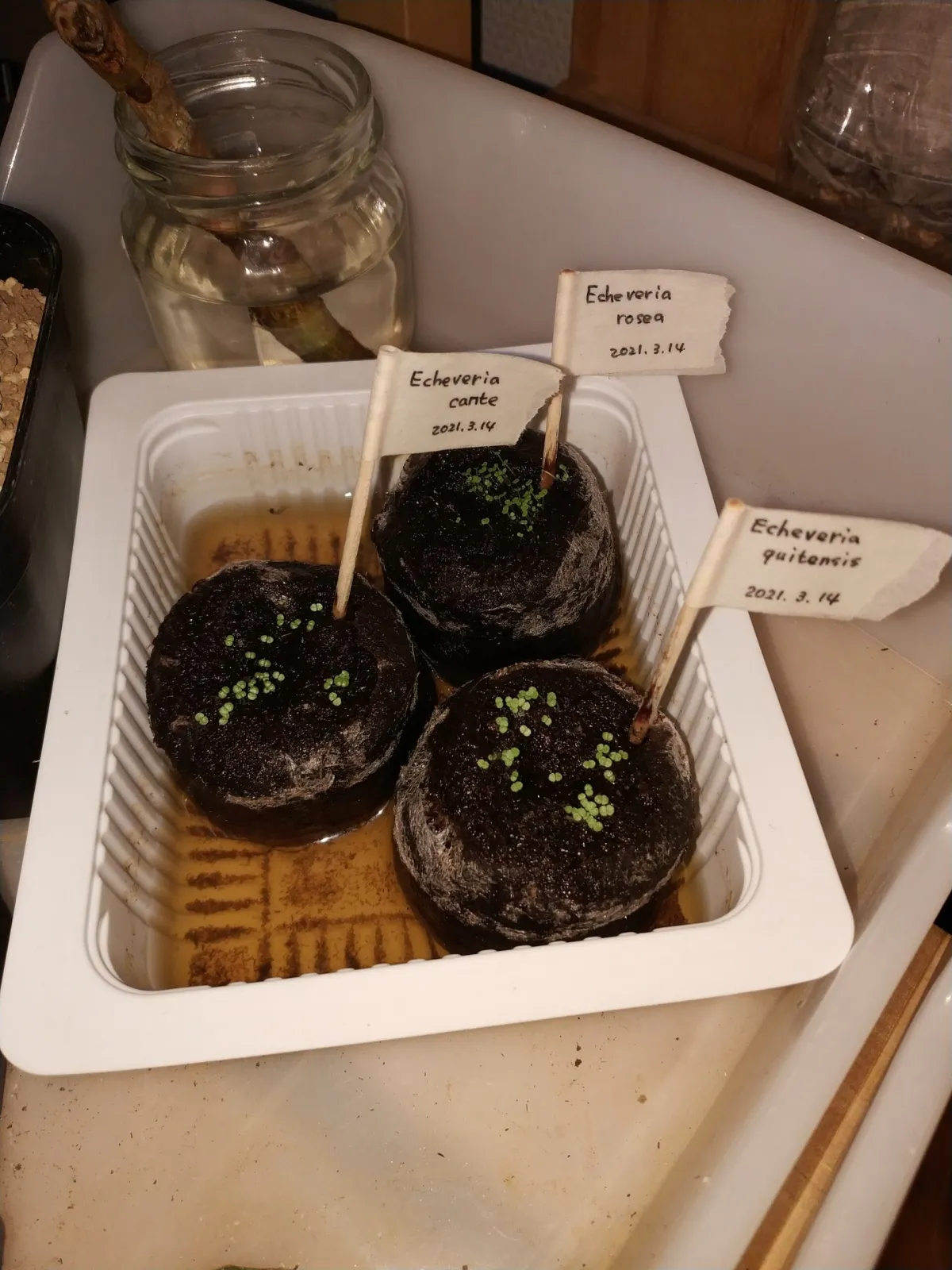 Echeveria cante White Cloud Echeveria (エケベリア カンテ)