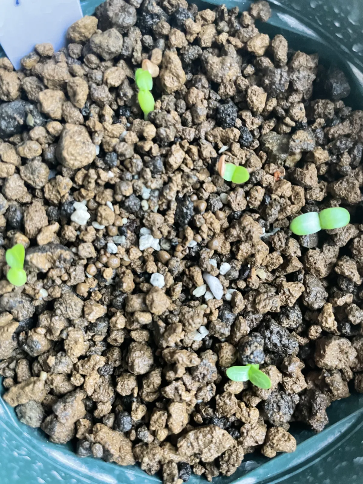 Pachypodium rosulatum var. eburneum (パキポディウム エブレネウム)