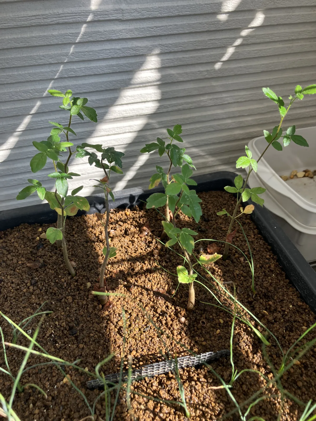 Commiphora monstruosa (コミフォラ モンストローサ)