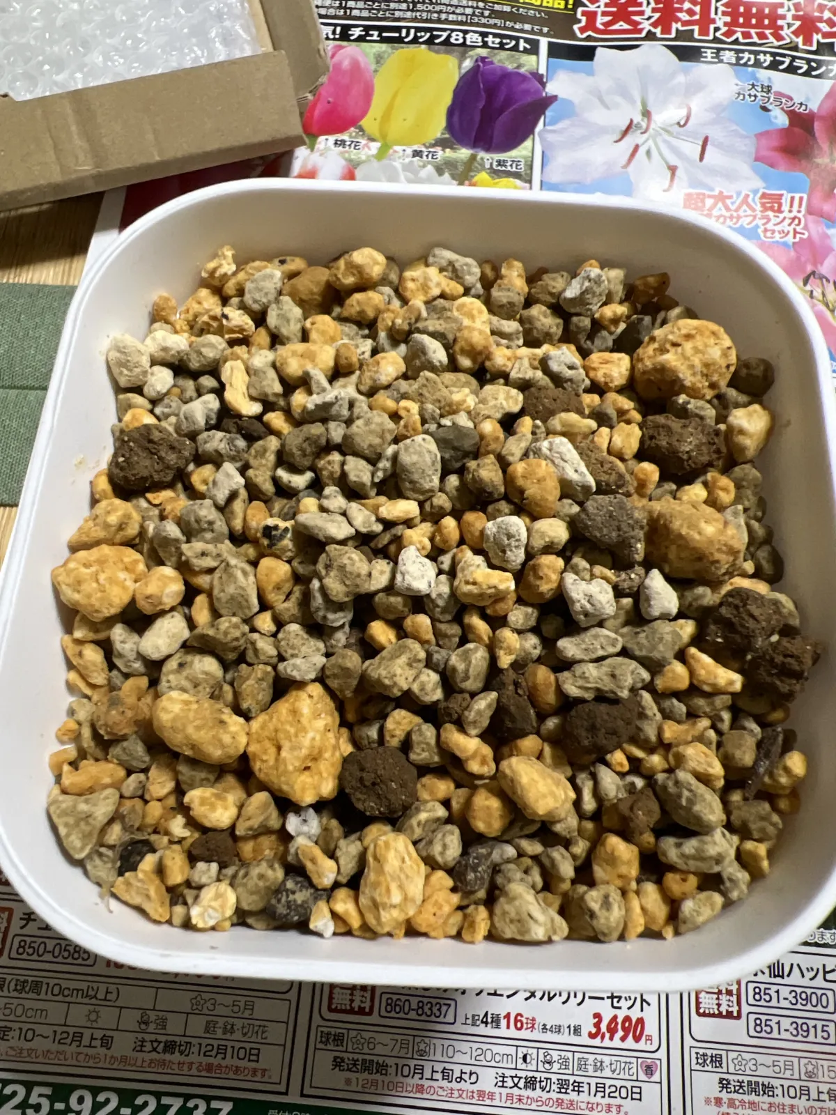 Astrophytum ornatum (アストロフィツム ハンニャ)