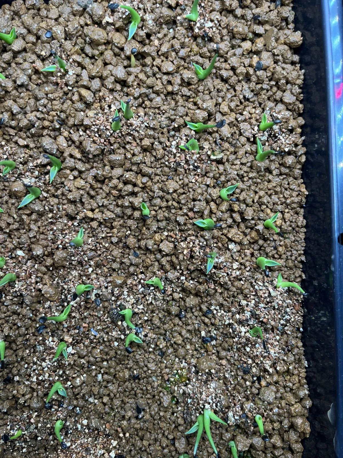 Agave utahensis var. eborispina 'Hayford' (アガベ エボリスピナ ヘイフォード)