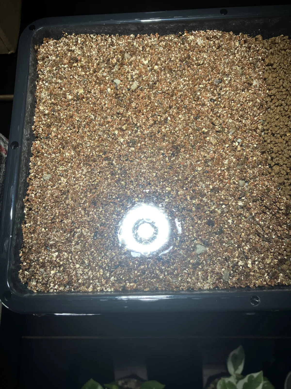 Tylecodon wallichii (ティレコドン ワリチー)