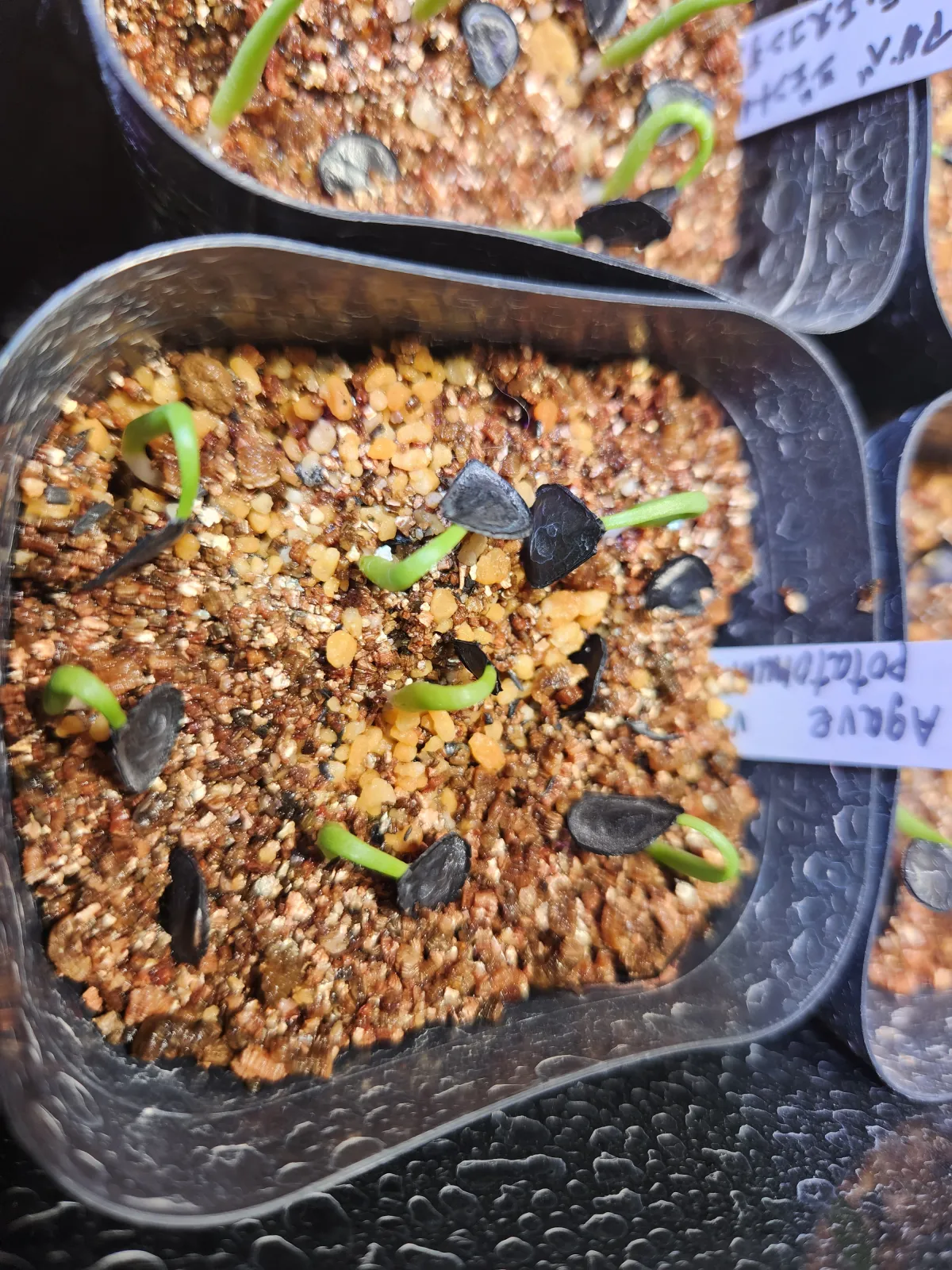 Agave potatorum (アガベ ポタトラム)