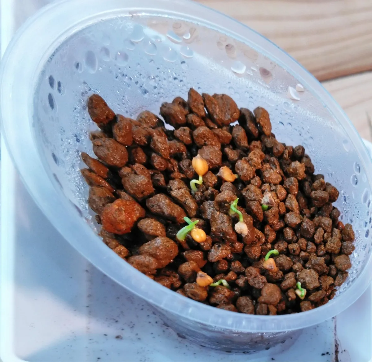 Dasylirion lucidum (ダシリリオン ルキダム)