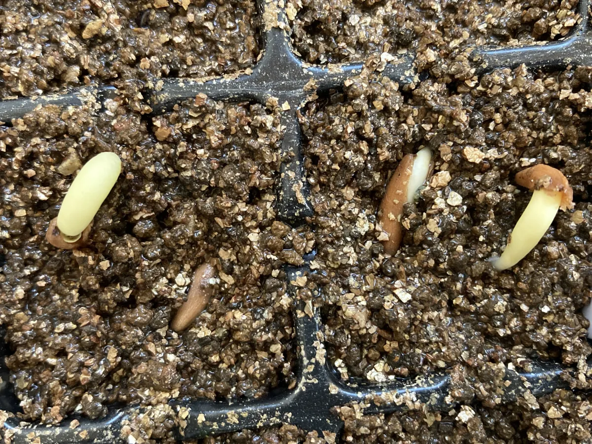 Adenium arabicum Black Stem (アデニウム アラビカム ブラックステム)