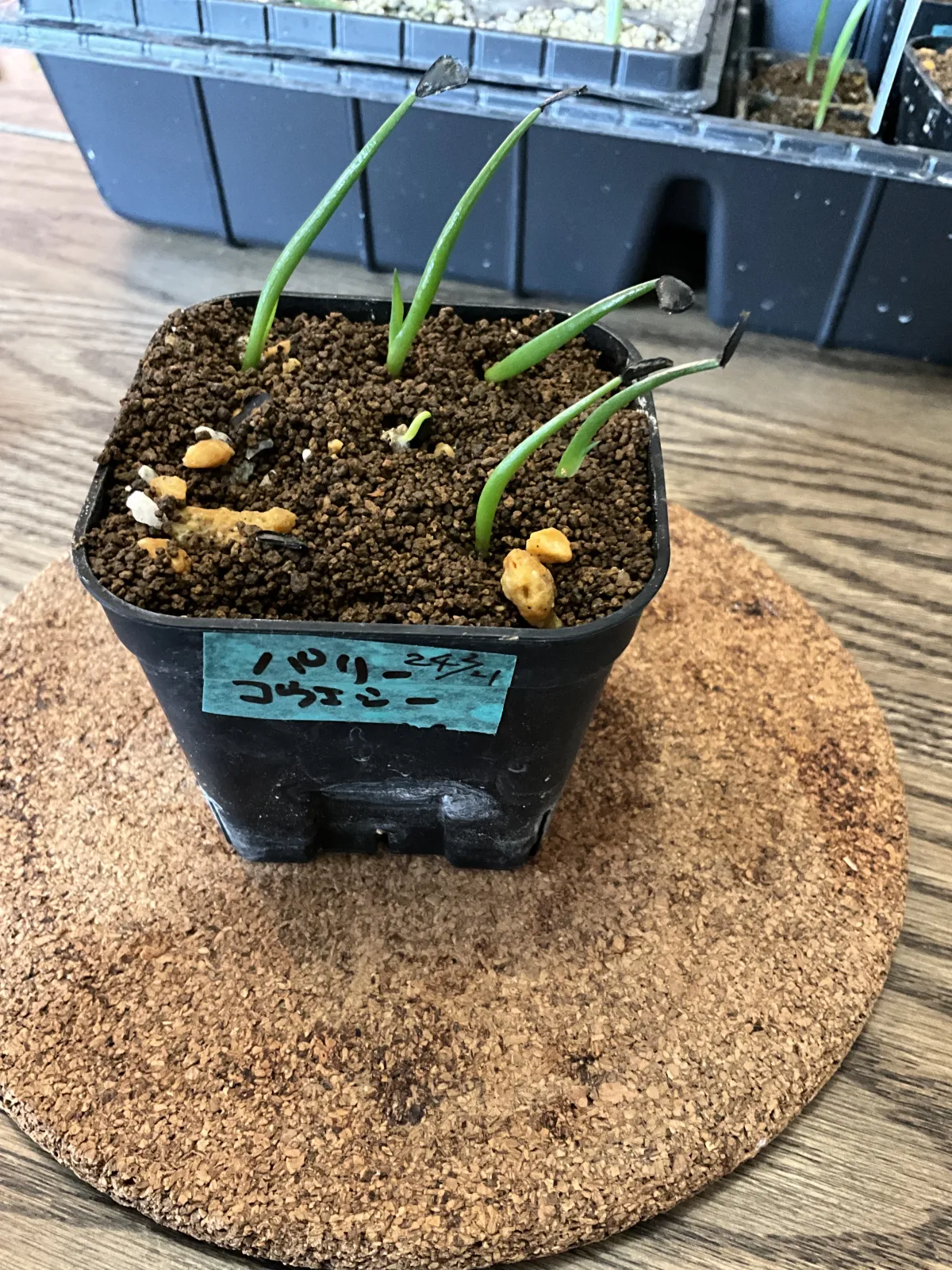 Agave parryi var. couesii (アガベ コウエシー)