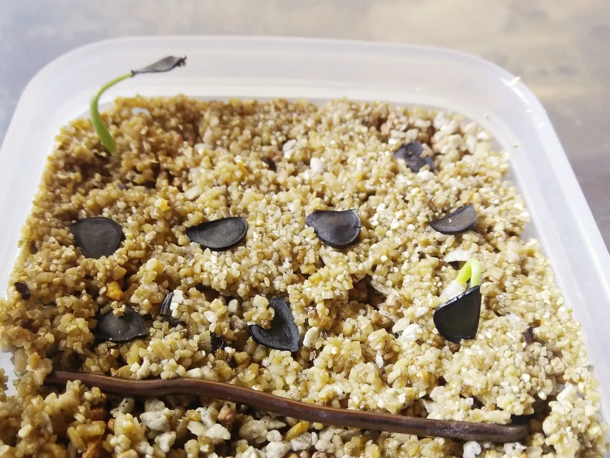 Agave macroacantha (アガベ マクロアカンサ 八荒殿)