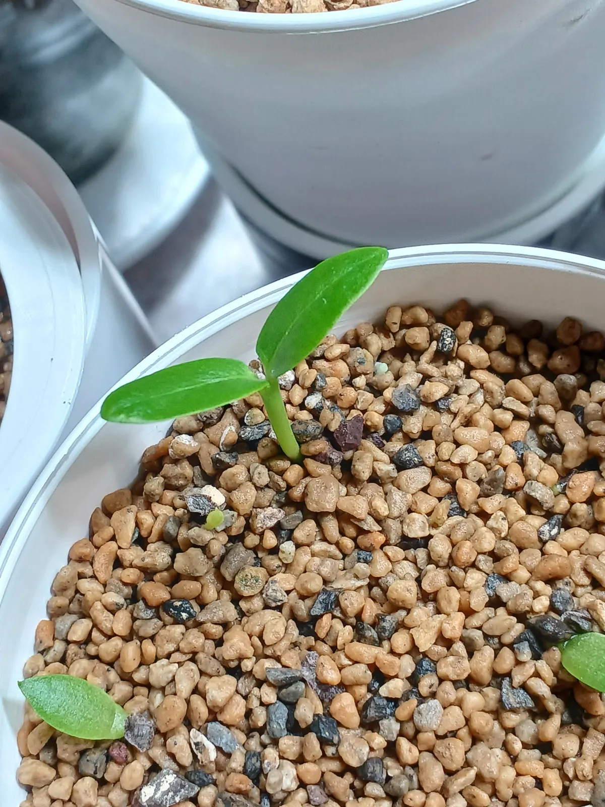 Pachypodium ambongense (パキポディウム アンボンゲンセ)