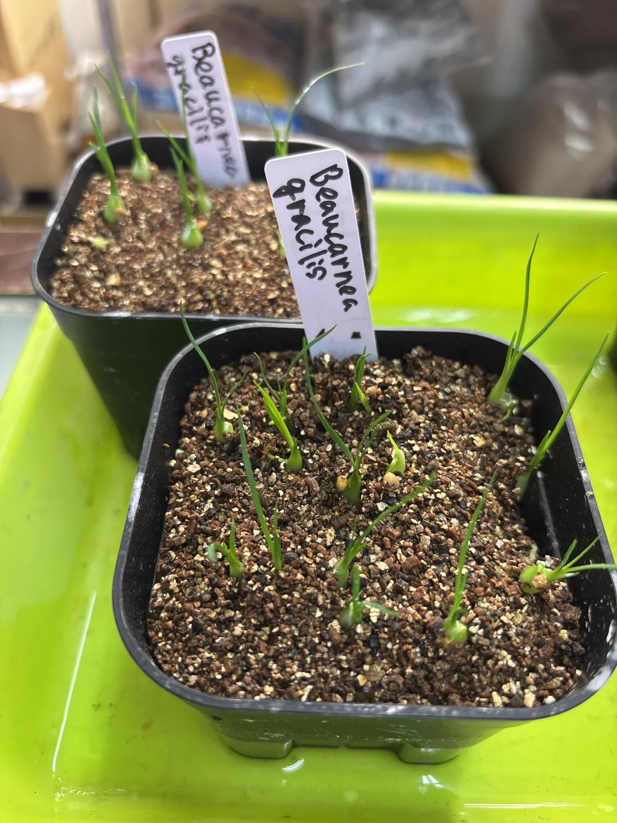 Beaucarnea gracilis (ボーカルネア グラキリス)