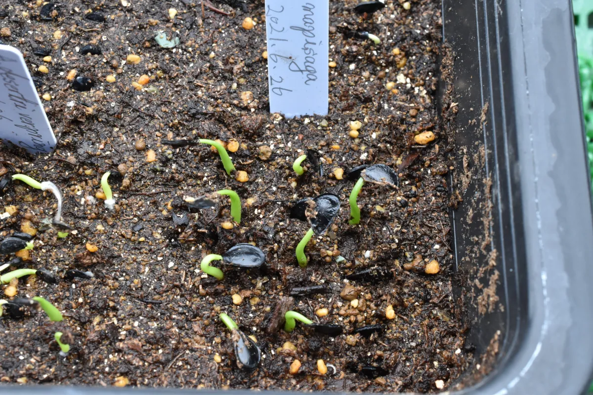 Agave mapisaga (アガベ マピサガ)