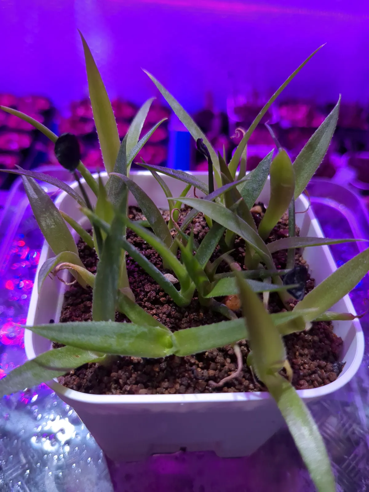 Agave aurea var. aurea (アガベ オーレア)