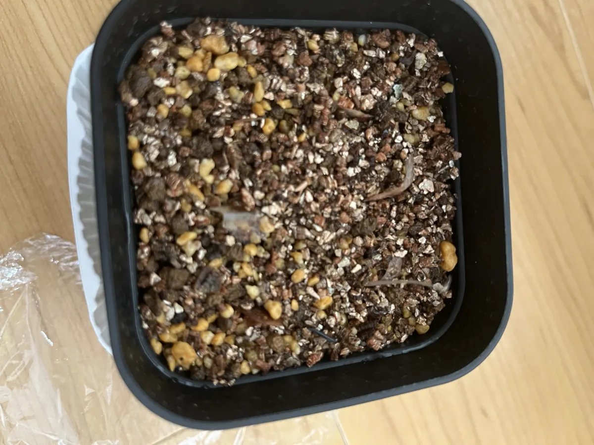 Dioscorea elephantipes (ディオスコレア エレファンティペス2023F)