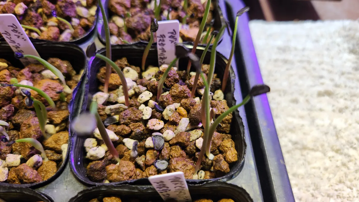 Agave temacapulinensis (アガベ テマカプリネンシス)